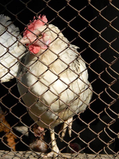 暫回歸馬競 暫回歸馬競