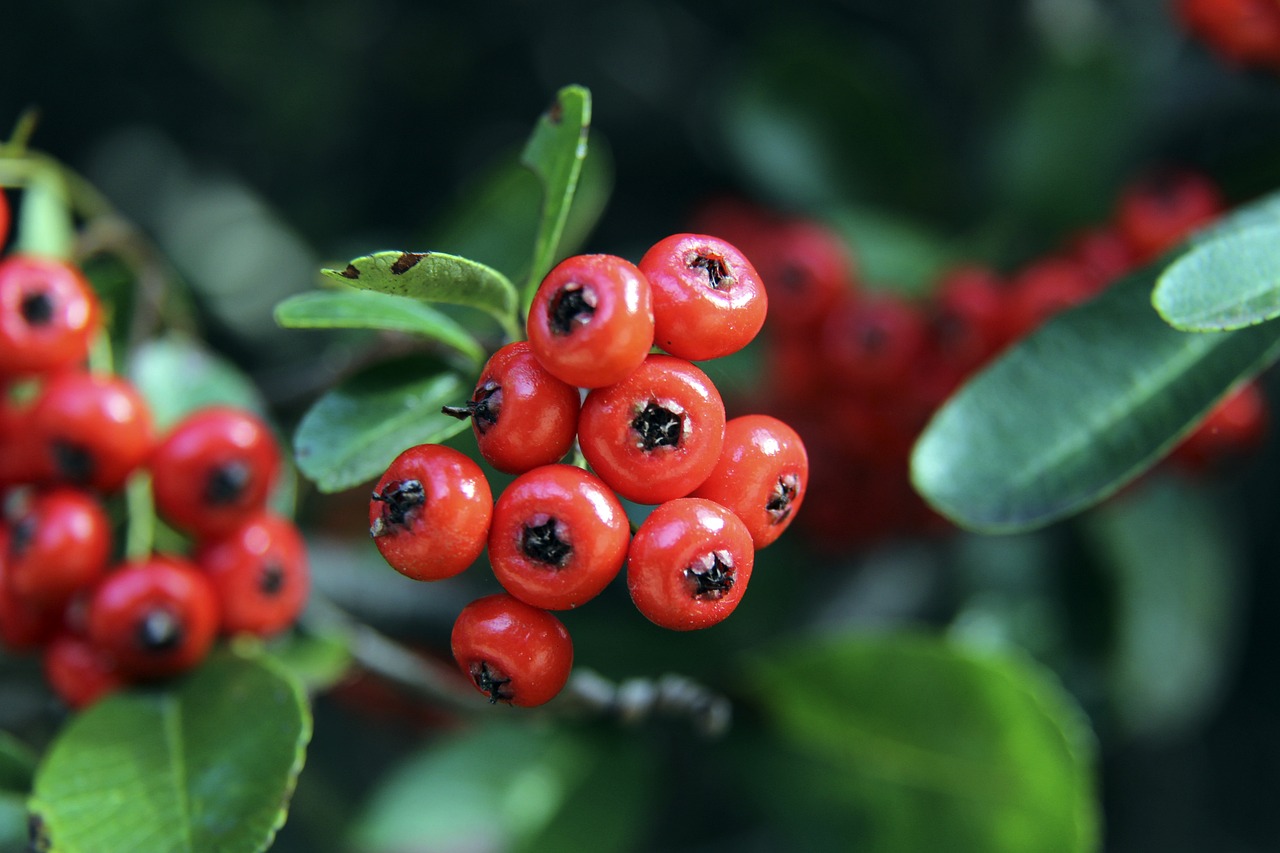 近日宣布入 近日宣布入